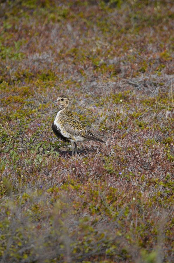 Sky sighting Iglúhús - Stay'in Árbakki Arskogssandur Esterno foto